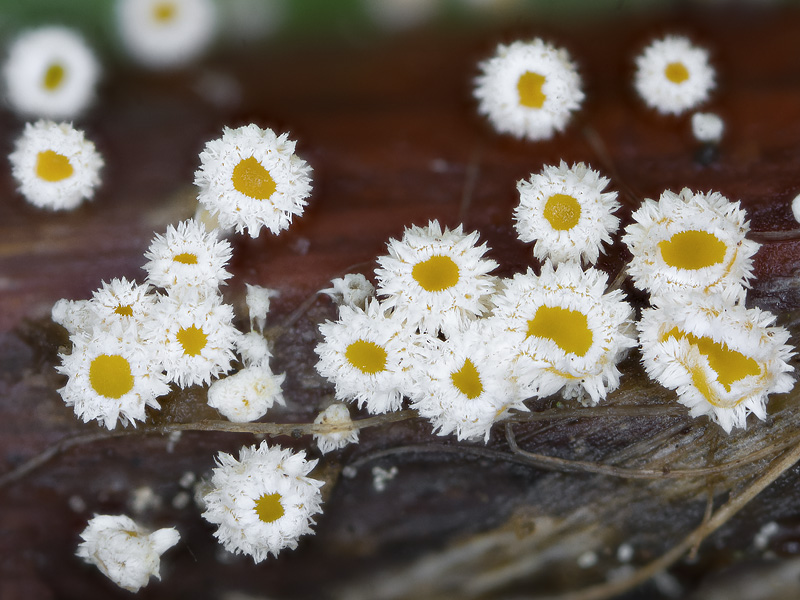 Capitotricha rubi